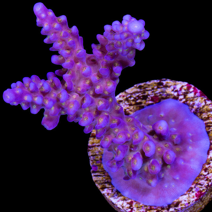 ARC Fireworks Acropora Coral