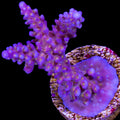 ARC Fireworks Acropora Coral