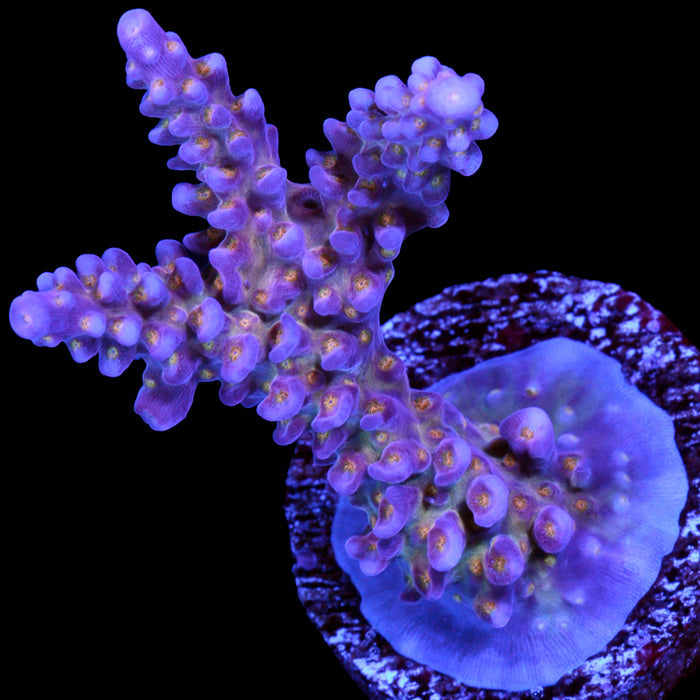 ARC Fireworks Acropora Coral