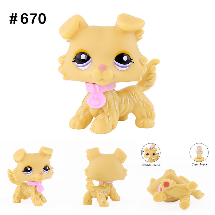mini collie 1194 golden