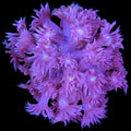 Pastel Goniopora Coral
