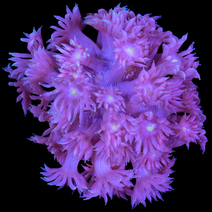 Pastel Goniopora Coral