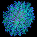 Purple Tip Frogspawn Coral Colony