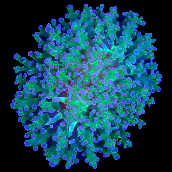 Purple Tip Frogspawn Coral Colony